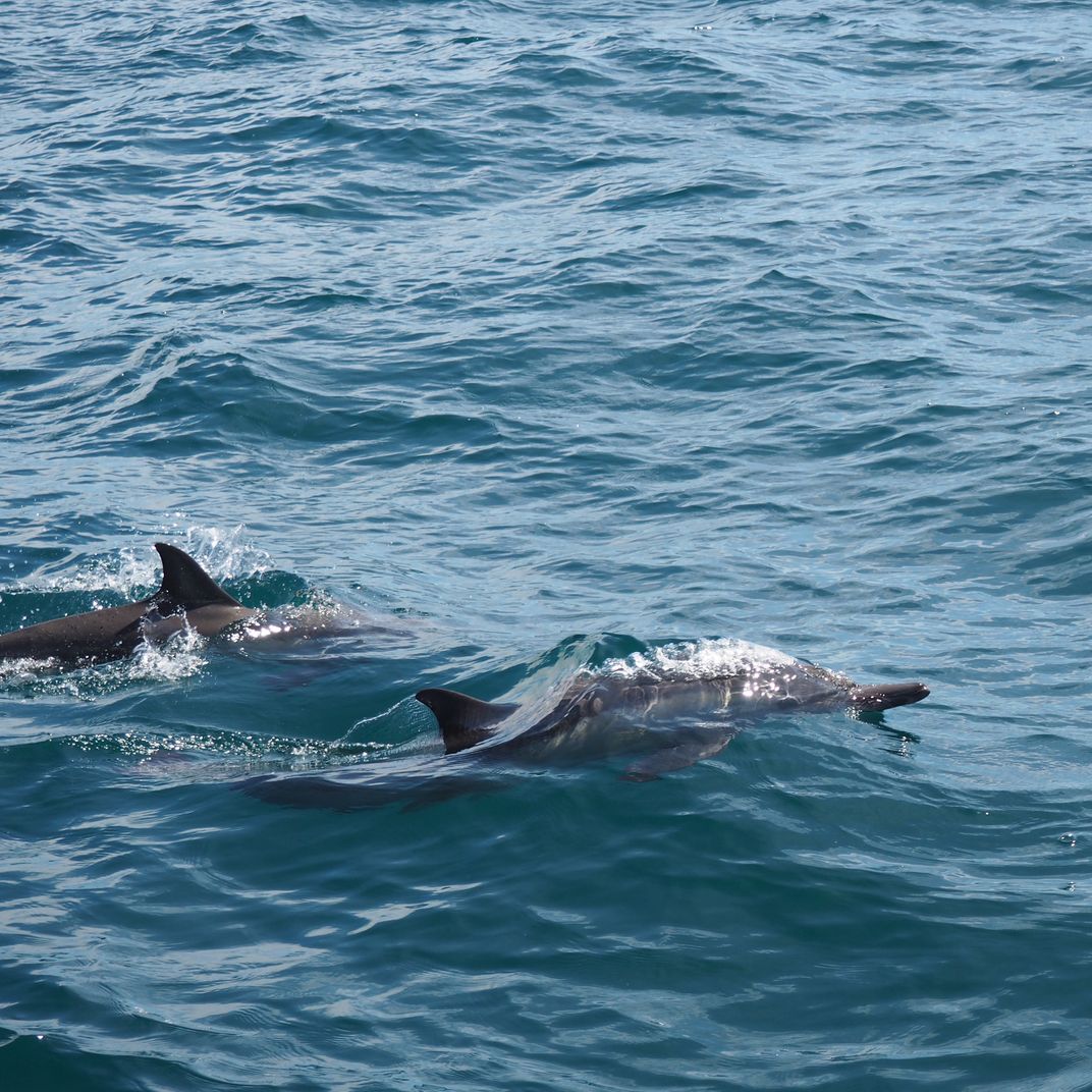 Dolphins along the Los Angeles coast | Smithsonian Photo Contest ...