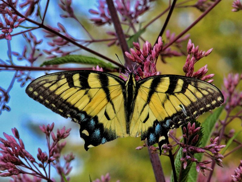 Yellow Swallowtail Butterfly | Smithsonian Photo Contest | Smithsonian