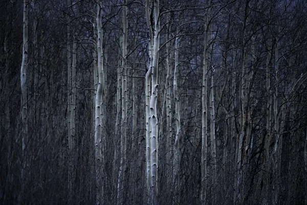 Aspens at Dusk thumbnail