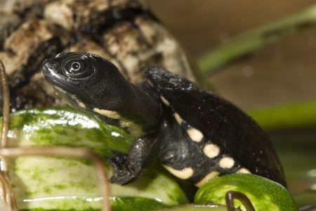 Snake-necked turtle hatchling crawling over leaf