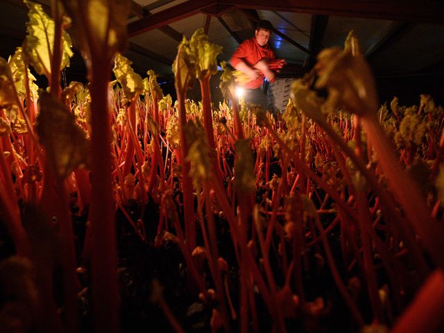 Farmer Robert Tomlinson harvests forced rhubarb by candlelight on his farm in Pudsey, near Leeds in northern England, in January 2022.&nbsp;
