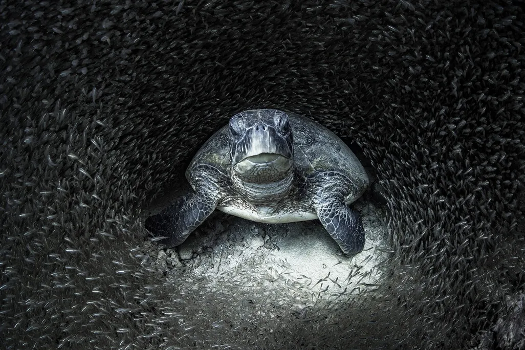 A green sea turtle surrounded by a swarm of small glass fish