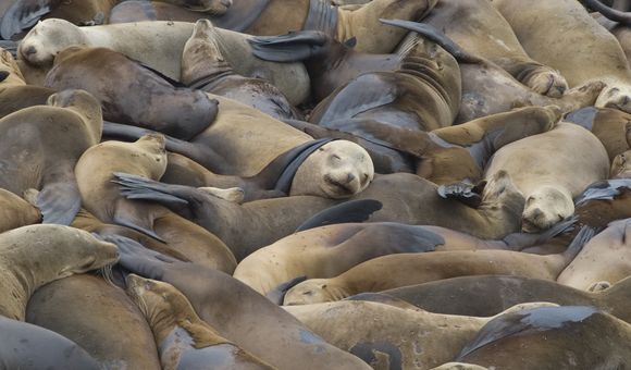 A multitude of sea lions sit very close together on a crowded beach.