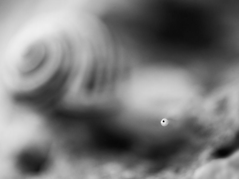 Snail's eye These snails are faster than you think! I purposely only