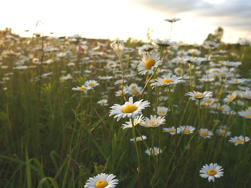 Field of daisies