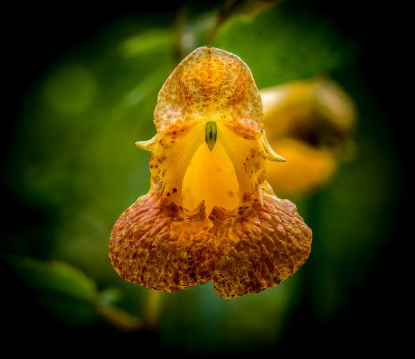 Orange Jewel Weed: A disguised beauty thumbnail