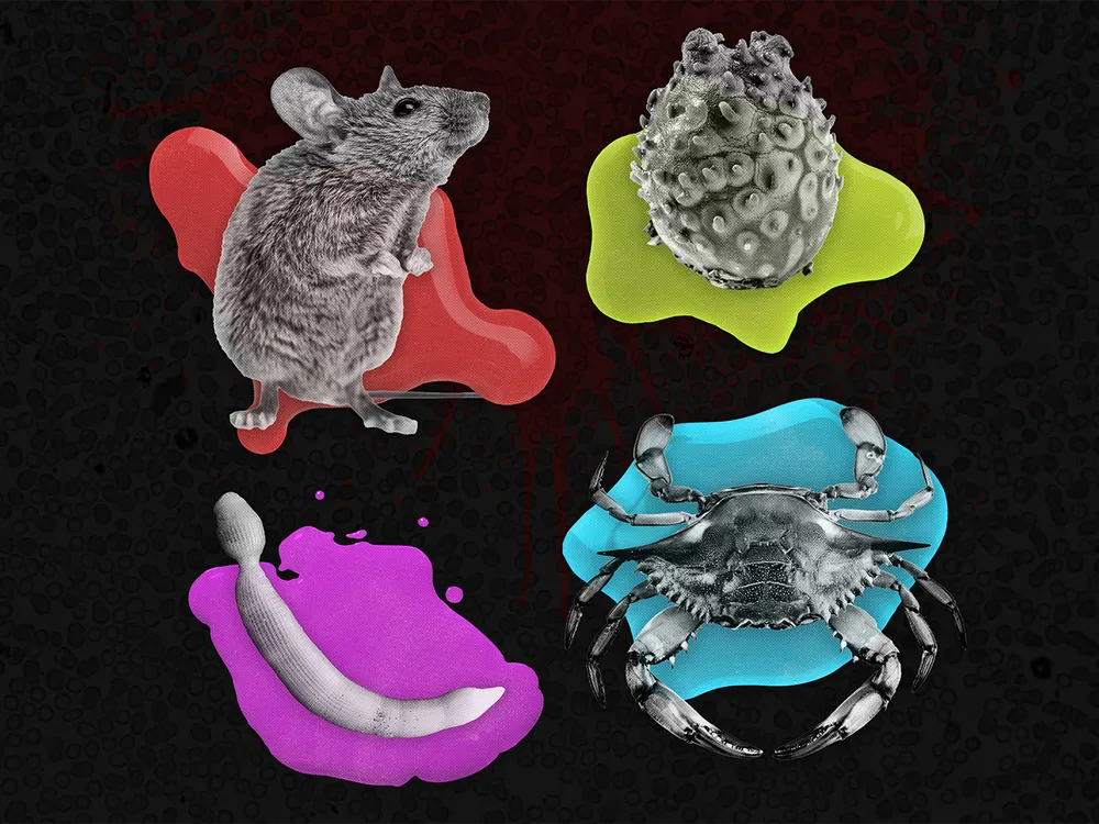 an illustration of animals on colorful paint splatters with their blood color: mouse on red, crab on blue, worm on purple and sea squirt on green