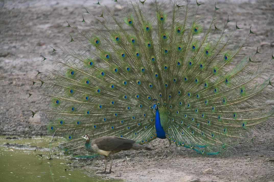 Peacocks are perhaps the most obvious example of sexual dichromatism, or differences in color between males and females. Photo: Theo Allofs/Minden Pictures/Corbis