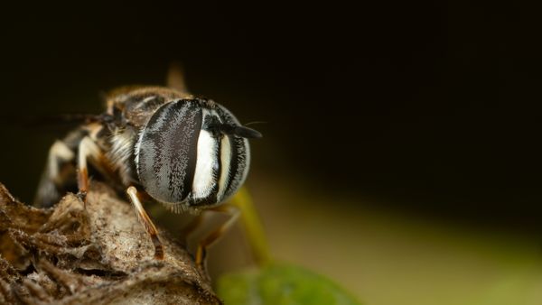 Side portrait of a Bee Mimicking Hover Fly thumbnail