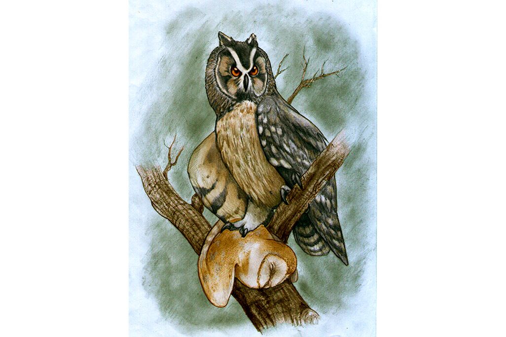 Owl