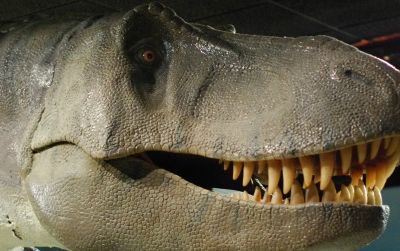 The head of Tyrannosaurus at the Las Vegas Natural History Museum.