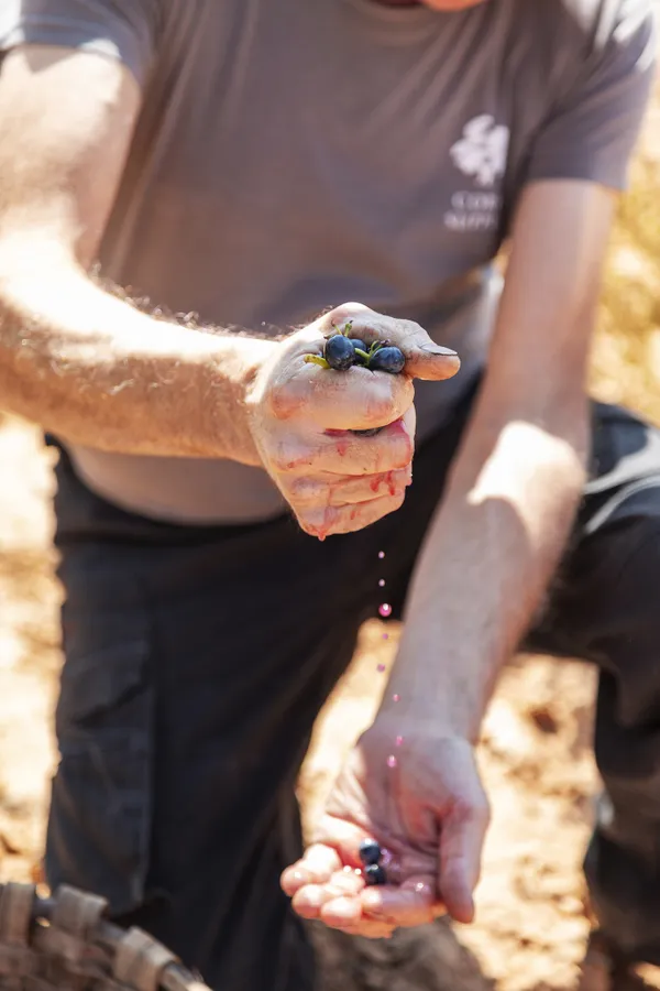 Harvest in Ribera del Duero (Spain) thumbnail