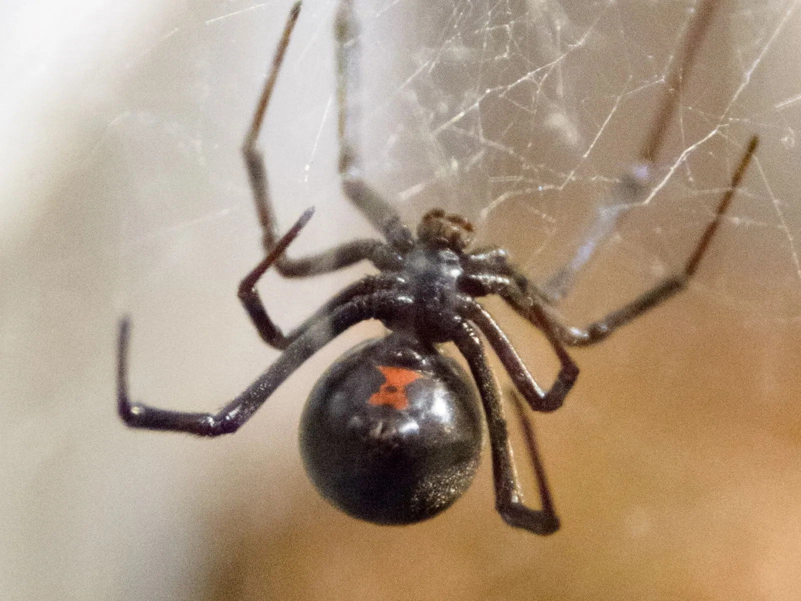 false black widow web