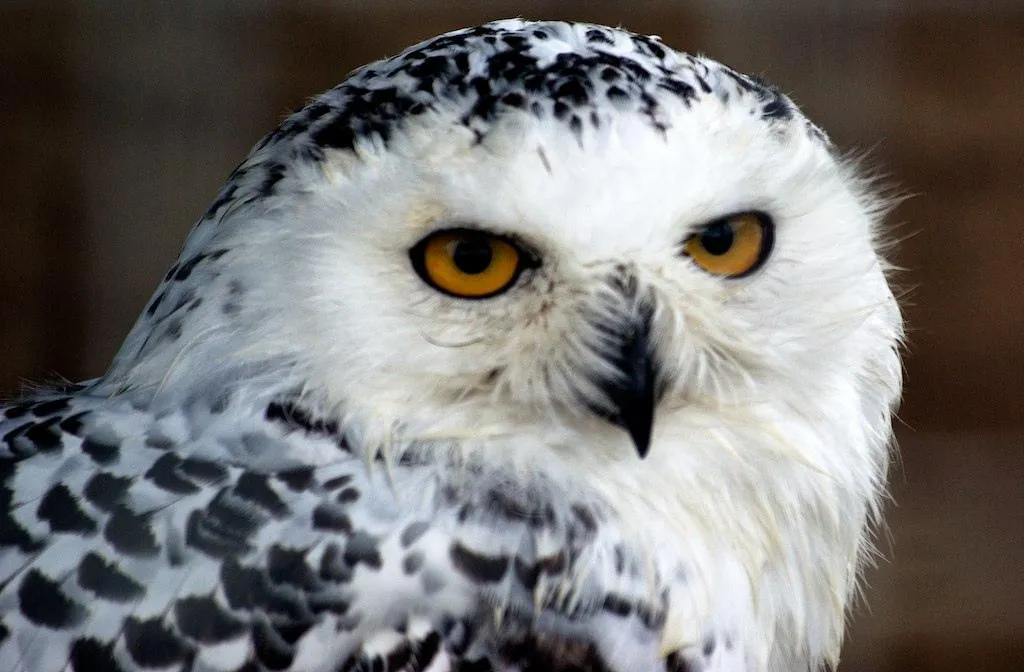 Hedwig Owl