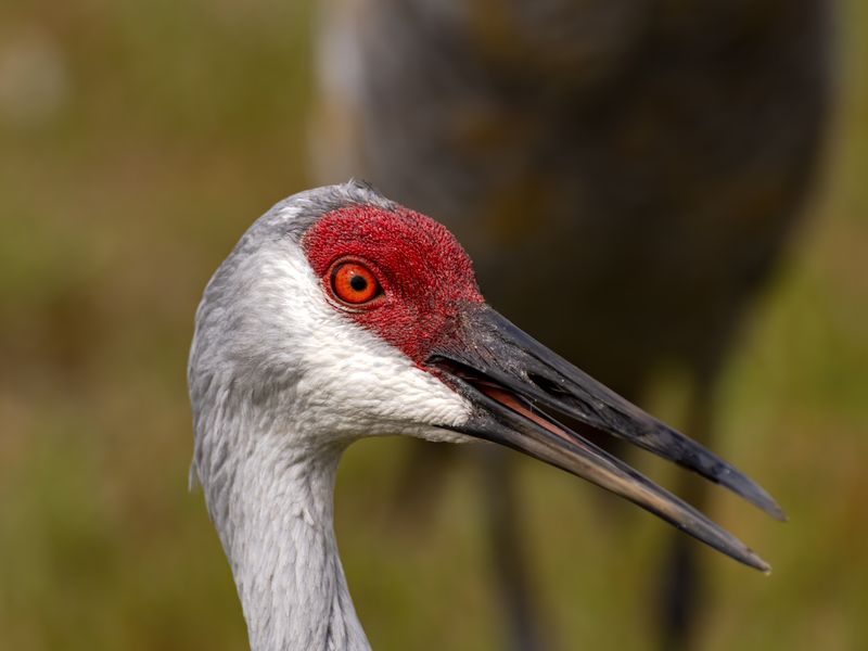 Head shot of Sandhill Crane Smithsonian Photo Contest Smithsonian