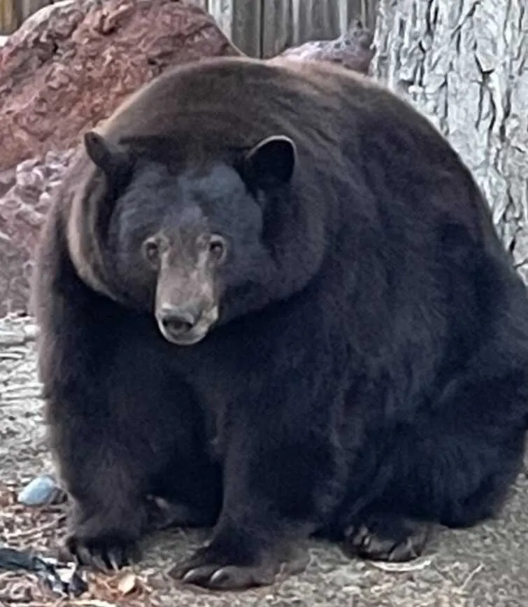 A large overweight black bear sitting in front of a tree