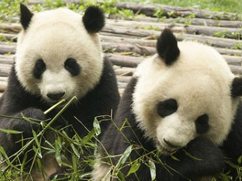 Giant pandas may have only recently switched to eating mostly bamboo