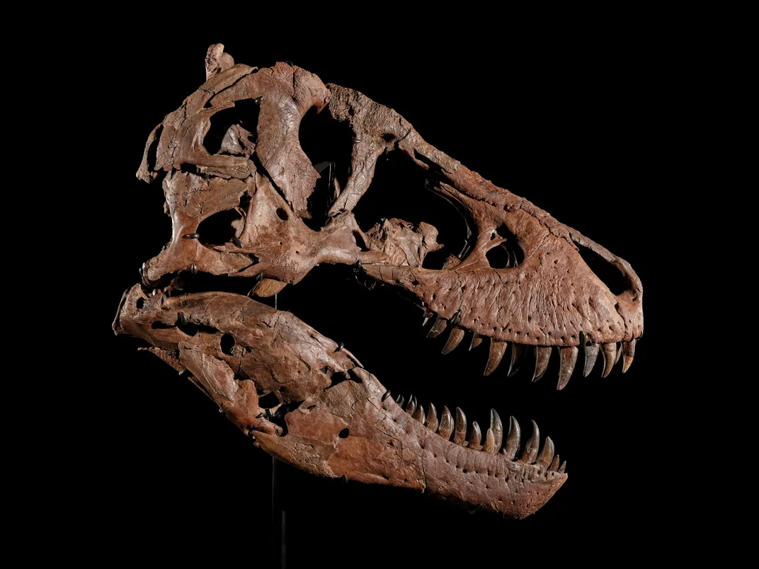 T. rex skull on a black background