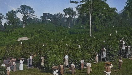 How Shade Coffee Aids Conservation