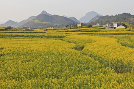 Flower Field China