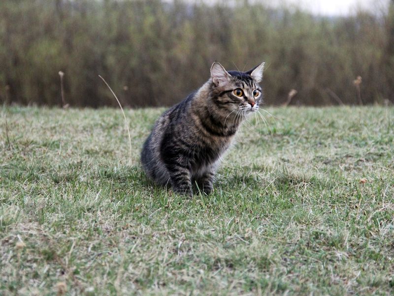 Mint Cat Smithsonian Photo Contest Smithsonian Magazine