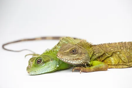 The almost 3-year-old female offspring (left) and her 12-year-old mother (right)