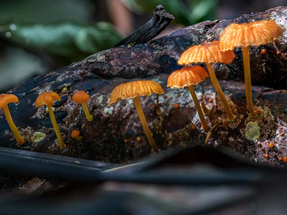 Fungi in Barro Colorado Island