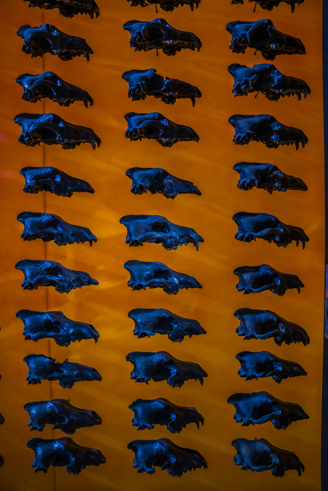 Dire wolf skulls