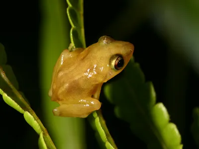 A coqui frog perches on a branch in Puerto Rico. 