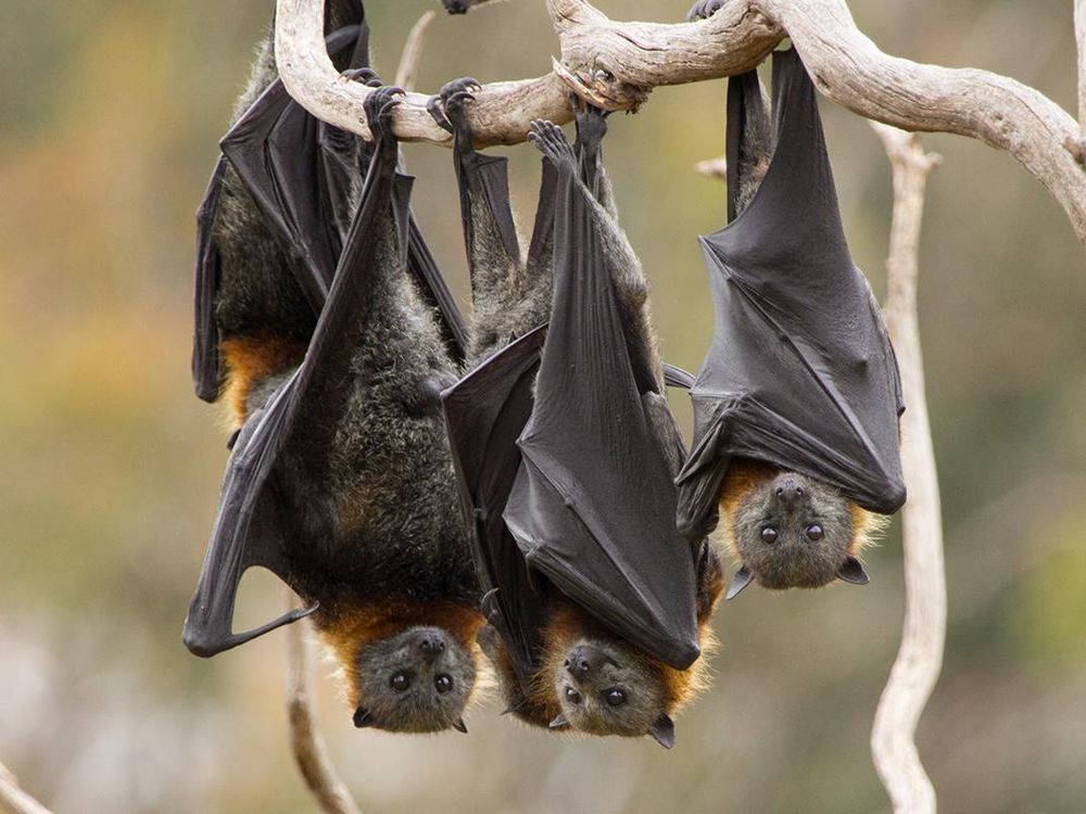 Bats.jpg