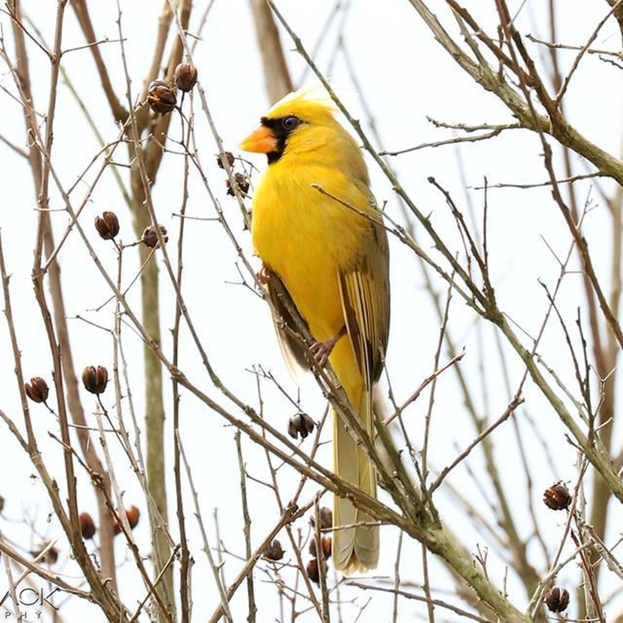 Rare Yellow Cardinal Bird