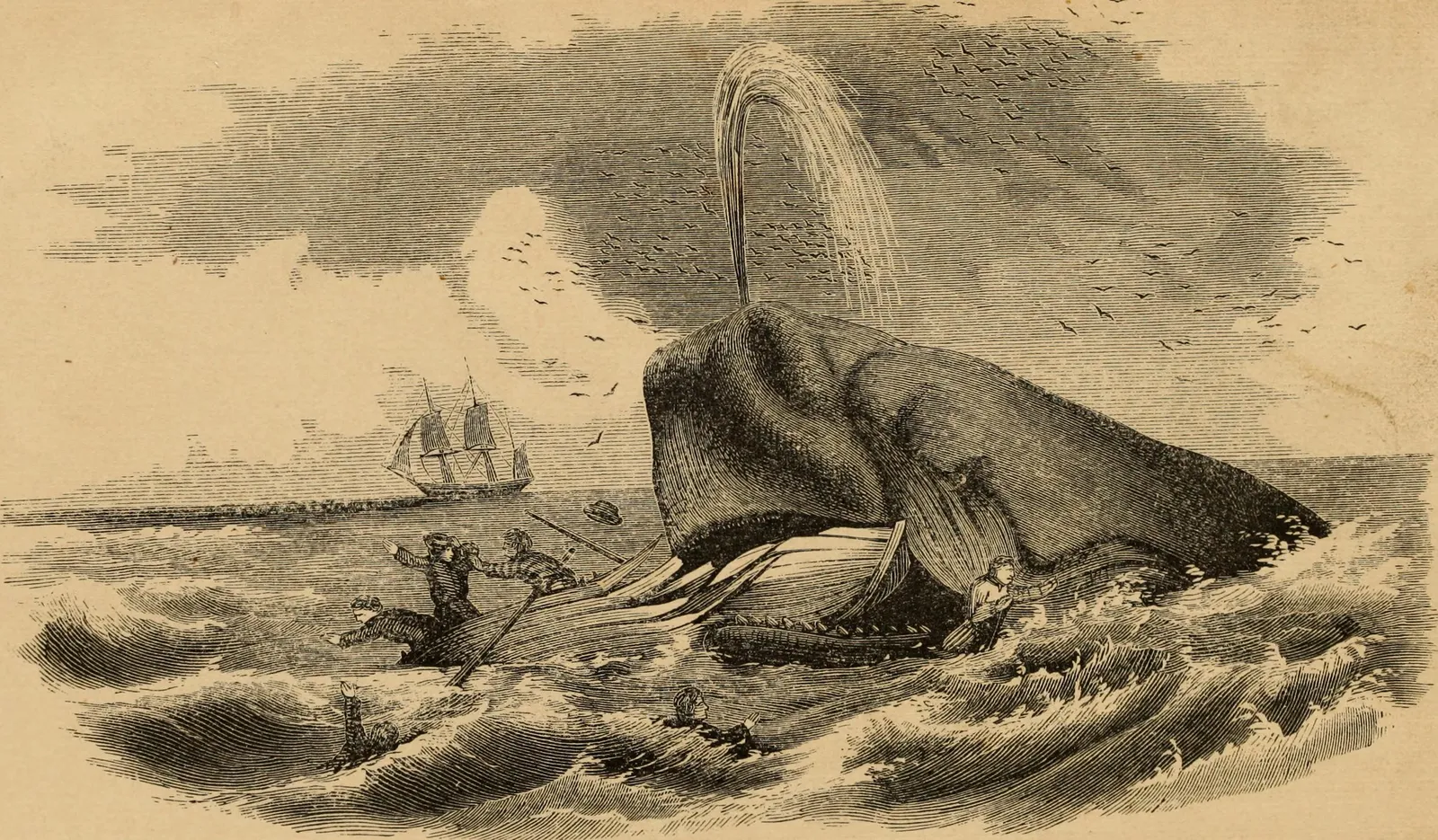 Inside the Terrifying True Story of the Sperm Whale That Sank the Whale ...