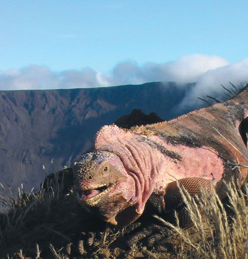 Pink lizard from the Galapagos Islands