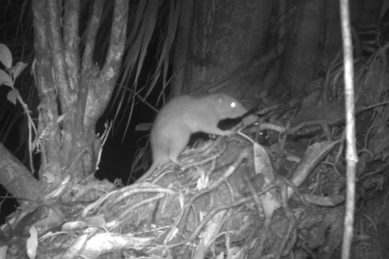 Night-vision image of a large rat in a tree