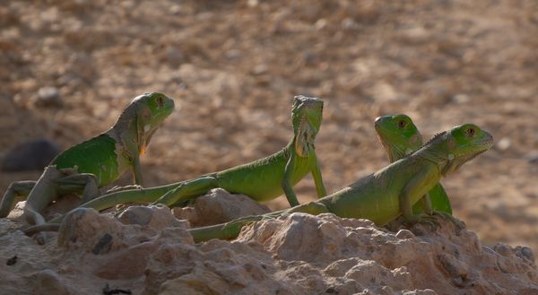 Juvenile lizards discovering life thumbnail