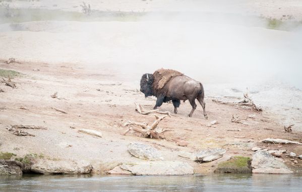 Bison near Yellowstone Geyser thumbnail