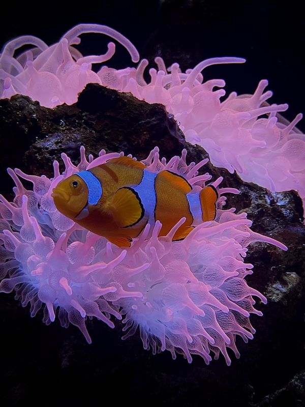 The Common Clownfish thumbnail