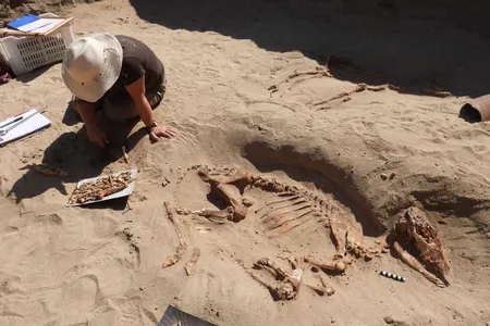 Archaeologists have been studying the pet cemetery since it was first discovered in 2011.