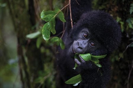 In Uganda’s Mgahinga National Park, a 14-month-old male named Imbanzabigwi is poised to transition from mother’s milk to foraging.
