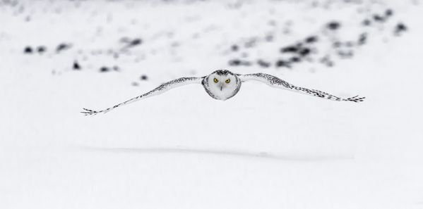 One of the beautiful Snowy Owls during the invasion in Ontario, Canada. thumbnail