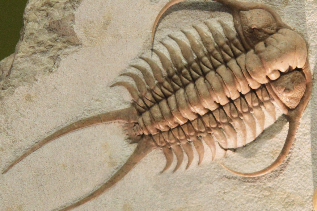 trilobite.png
