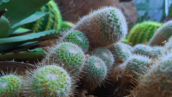 Cactus o Small thumbnail