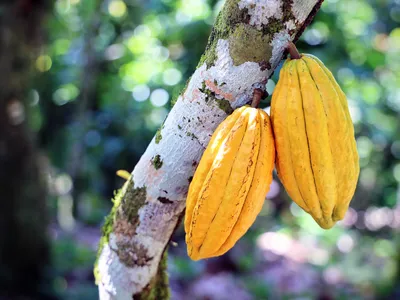Cacao growing on a tree at Zorzal Cacao, the first farm certified by Smithsonian's new Bird Friendly cocoa program.