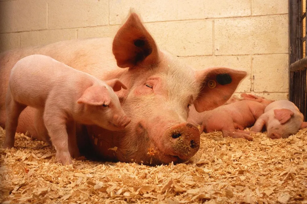 Domesticated pigs