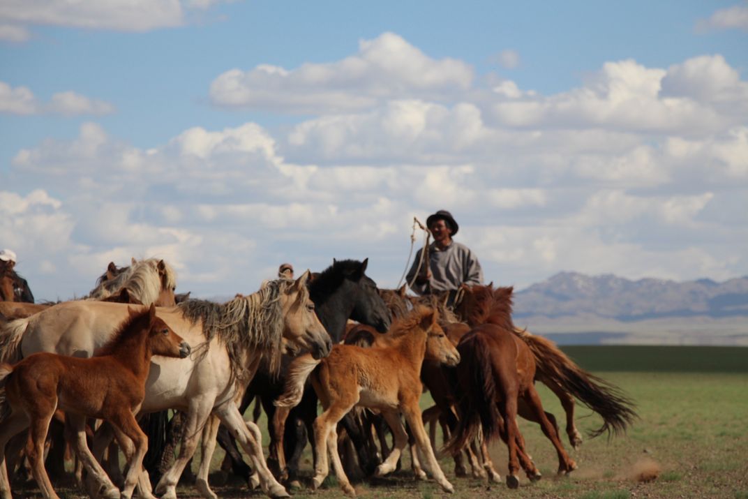 Mongolian Nomad Herding Horses | Smithsonian Photo Contest ...