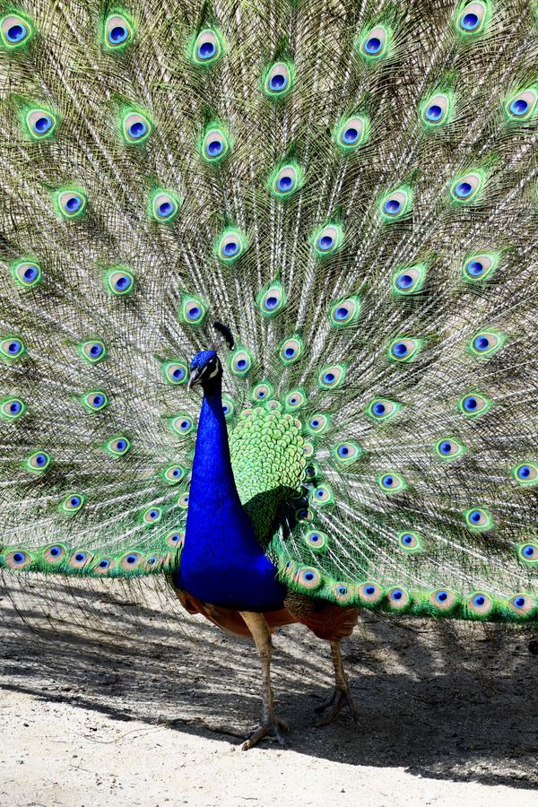 A peacock with opened feathers. thumbnail