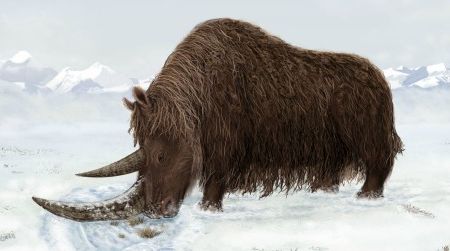 Woolly rhinos may have used their flattened horns to sweep away snow and expose edible vegetation underneath.