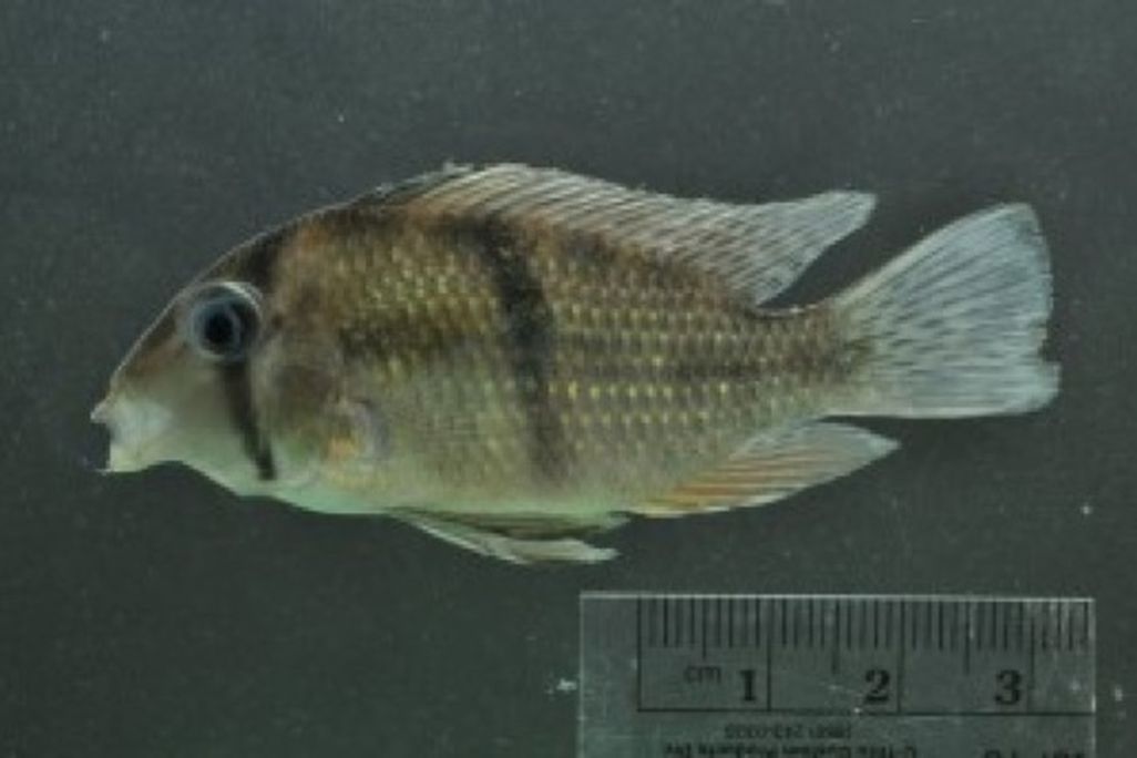 20110520110724Guyana-expedition-fish.jpg