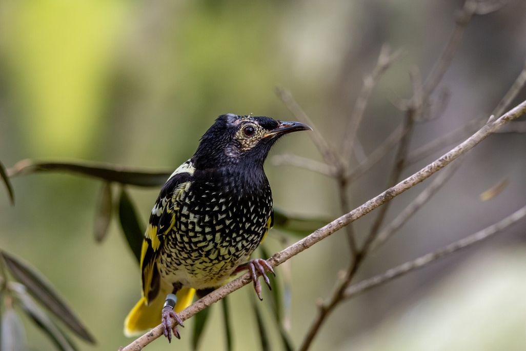 a black and yellow bird on a branch
