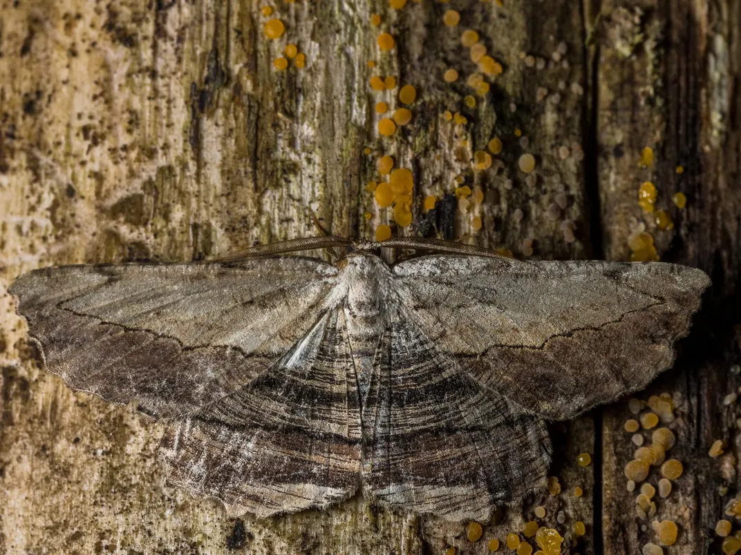 These Moths Are So Gorgeous They 'Put Butterflies to Shame', Science